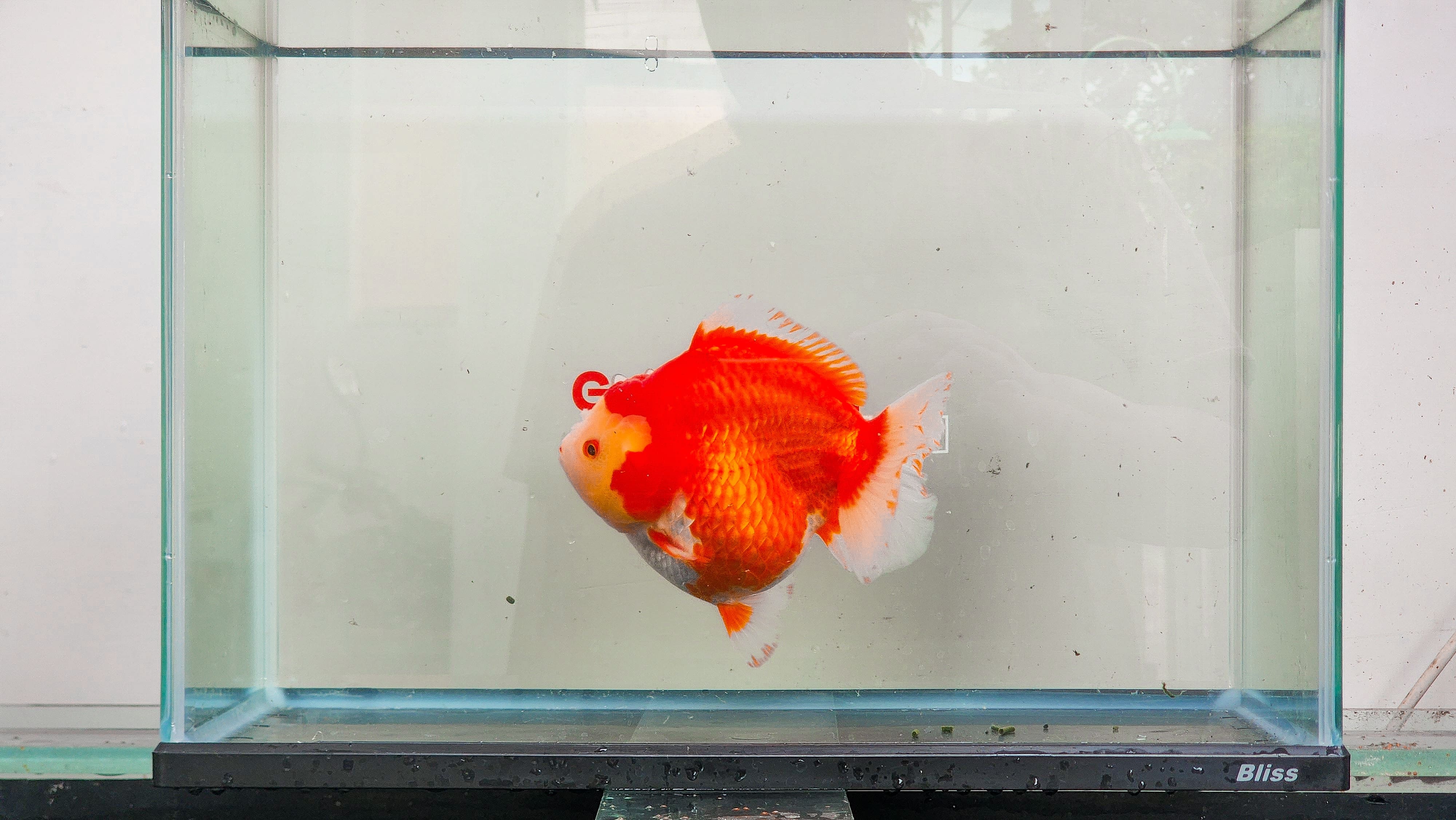 Oranda Red White (Female) 15,5cm