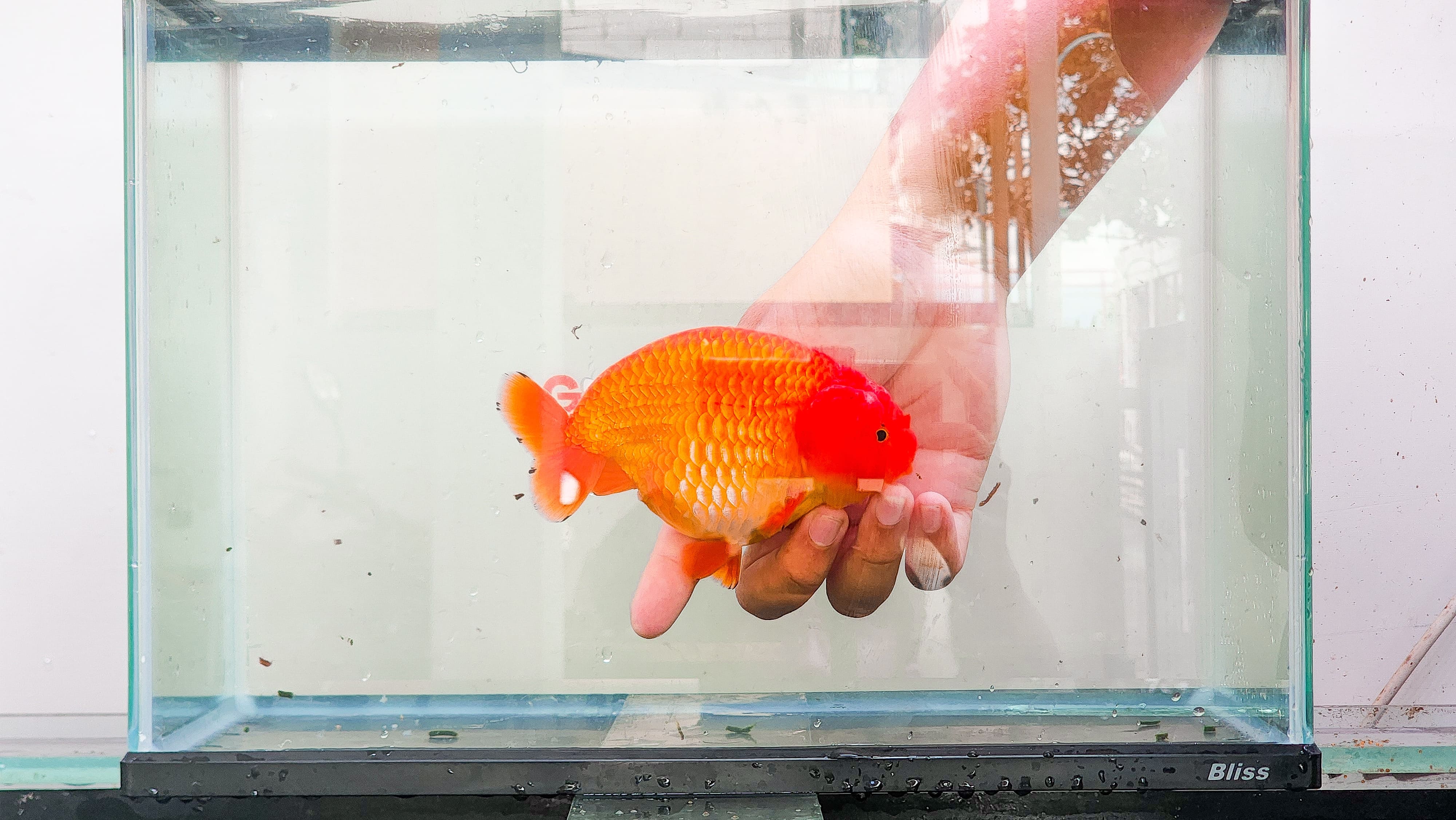Ranchu Full Red (Female) Size 14 cm