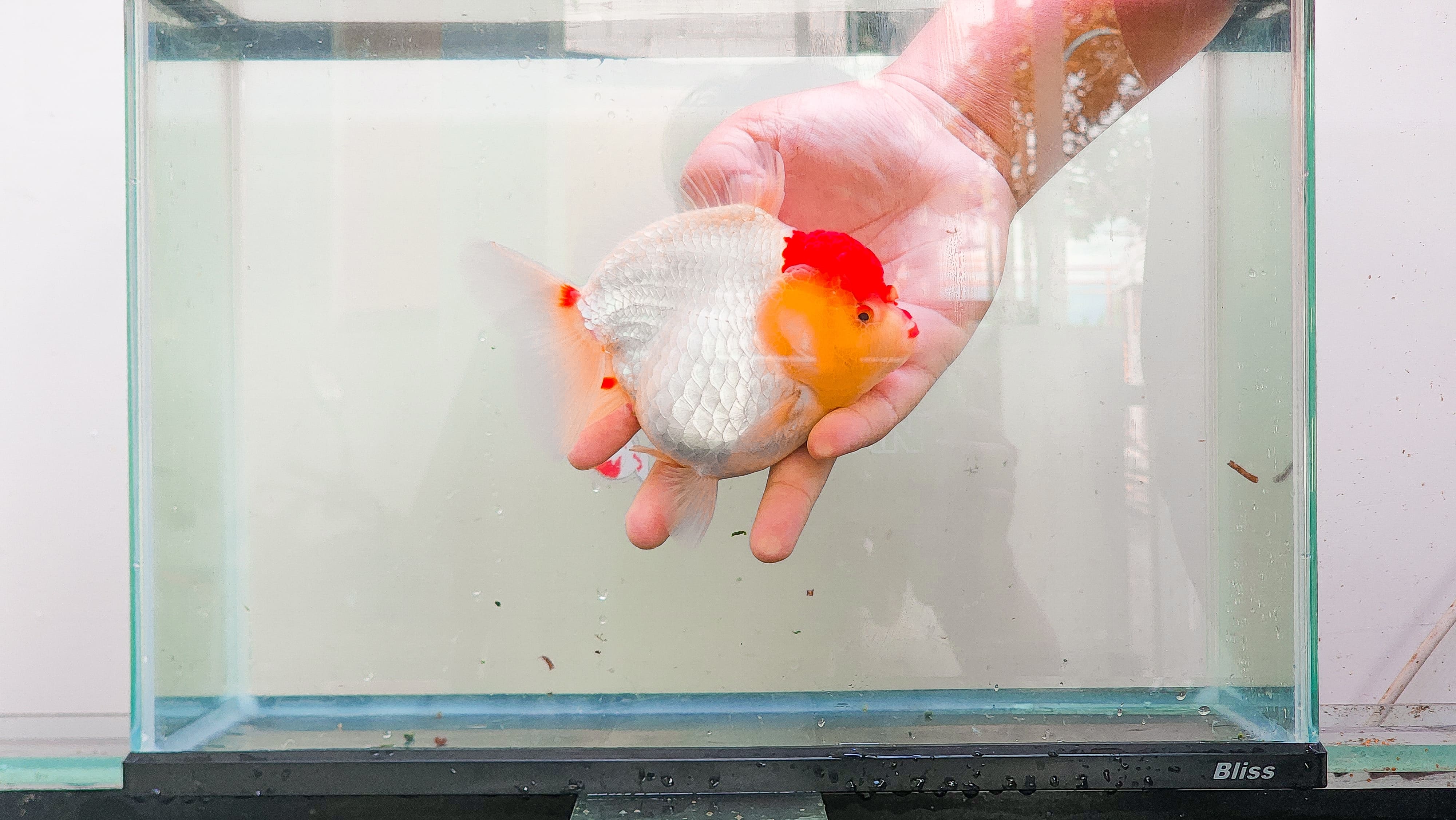 Oranda Short Tail Red White (Female) Size 15 cm