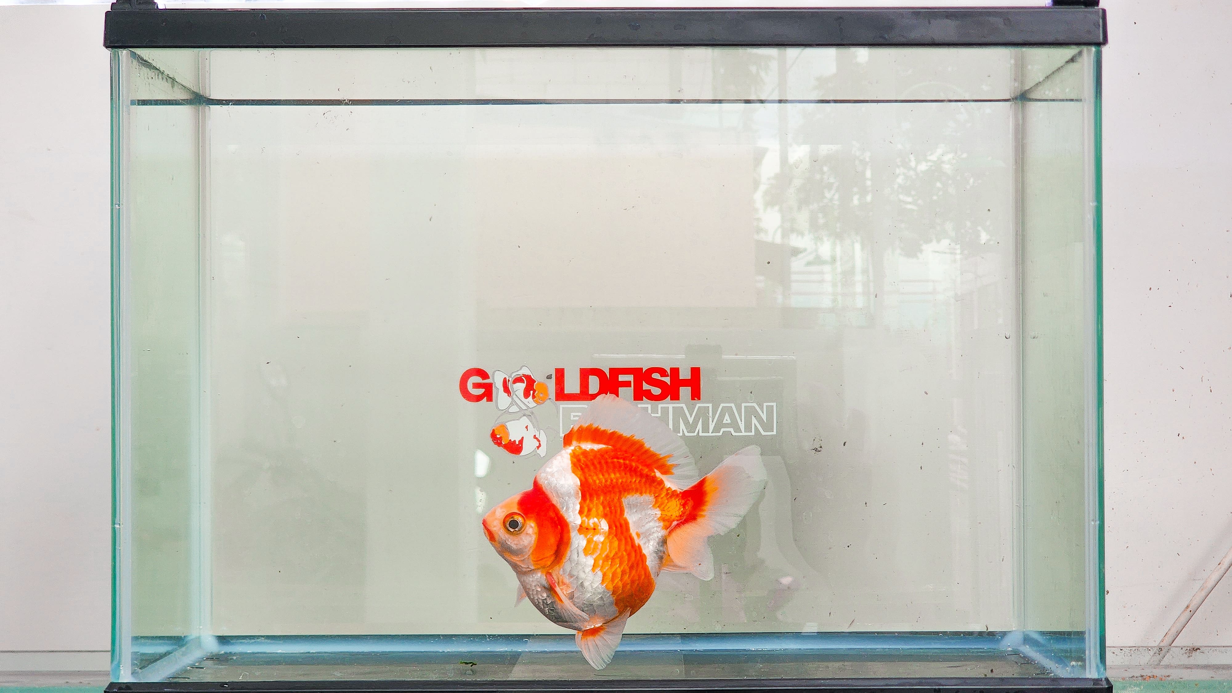 Ryukin Short Tail (Male) Size 12,5 cm
