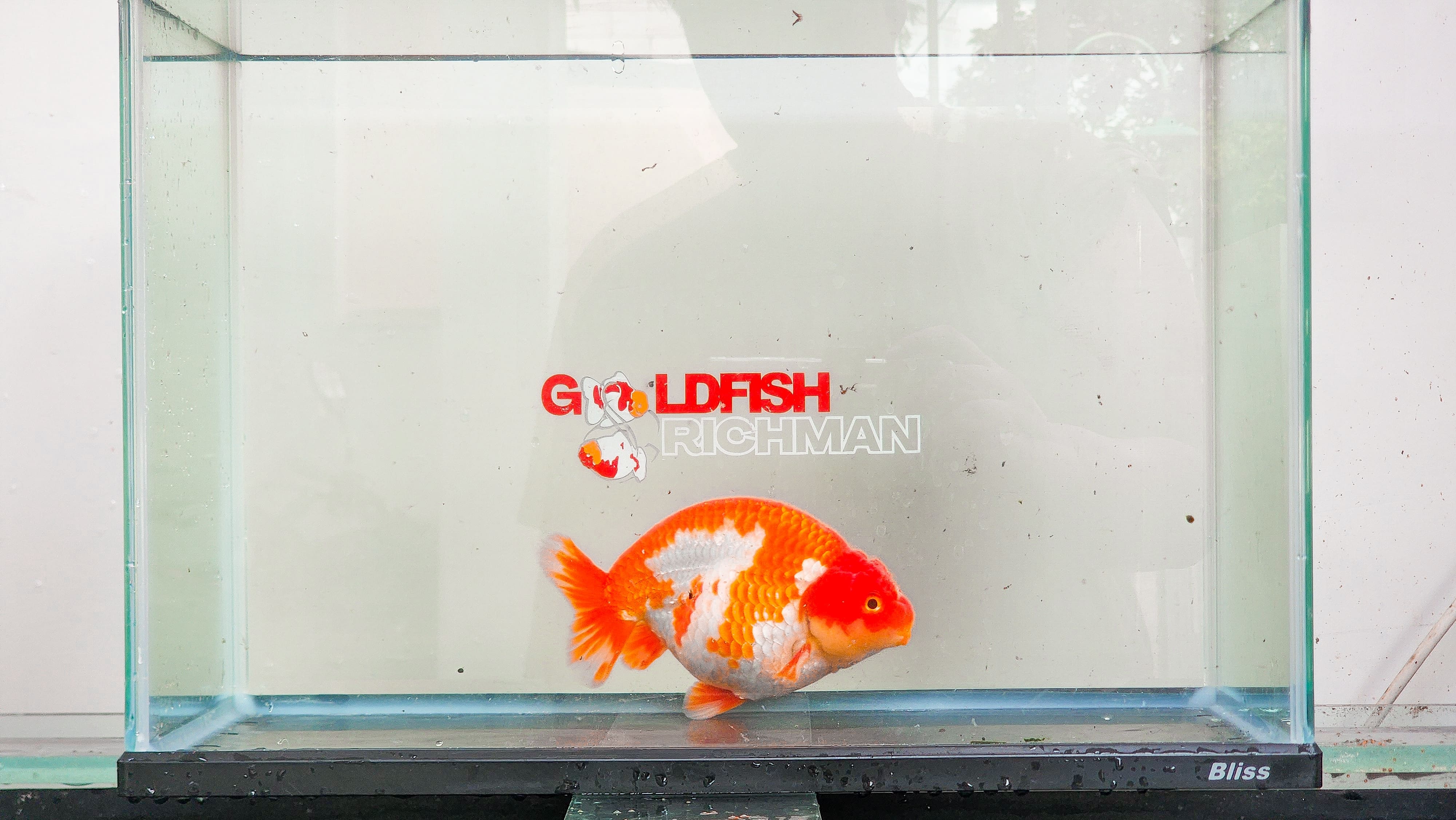Ranchu Red White (Male) Size 14 cm